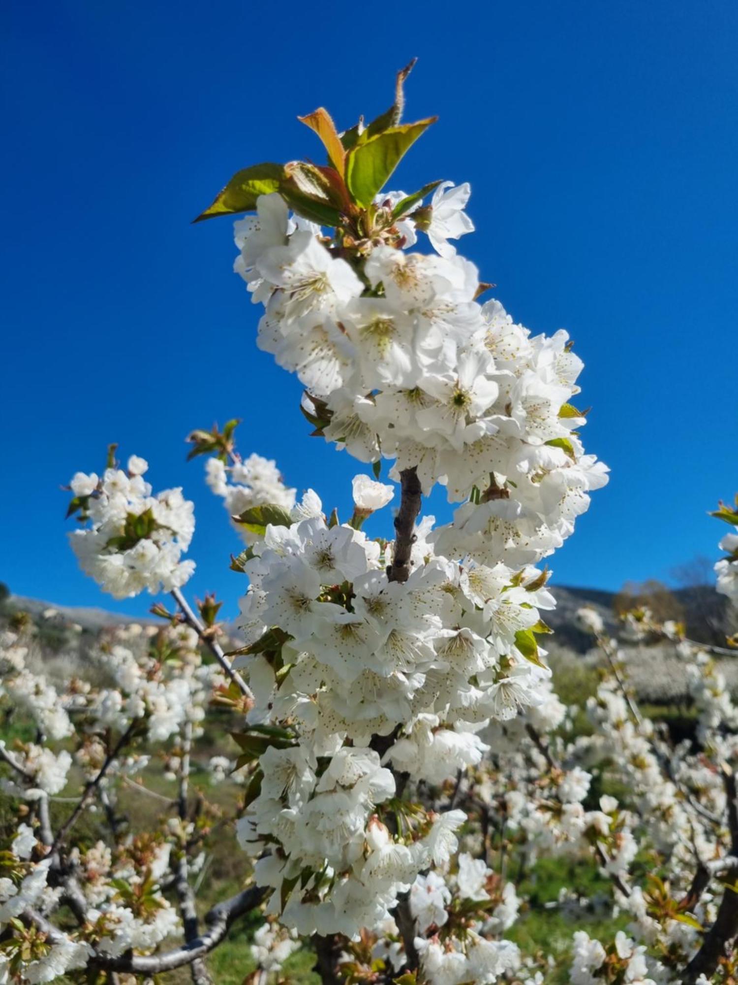 Albareilla By #Cherrygredos El Arenal  Eksteriør billede